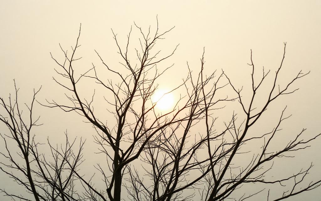 Bare winter branches against a pale warm sky with a low sun behind them